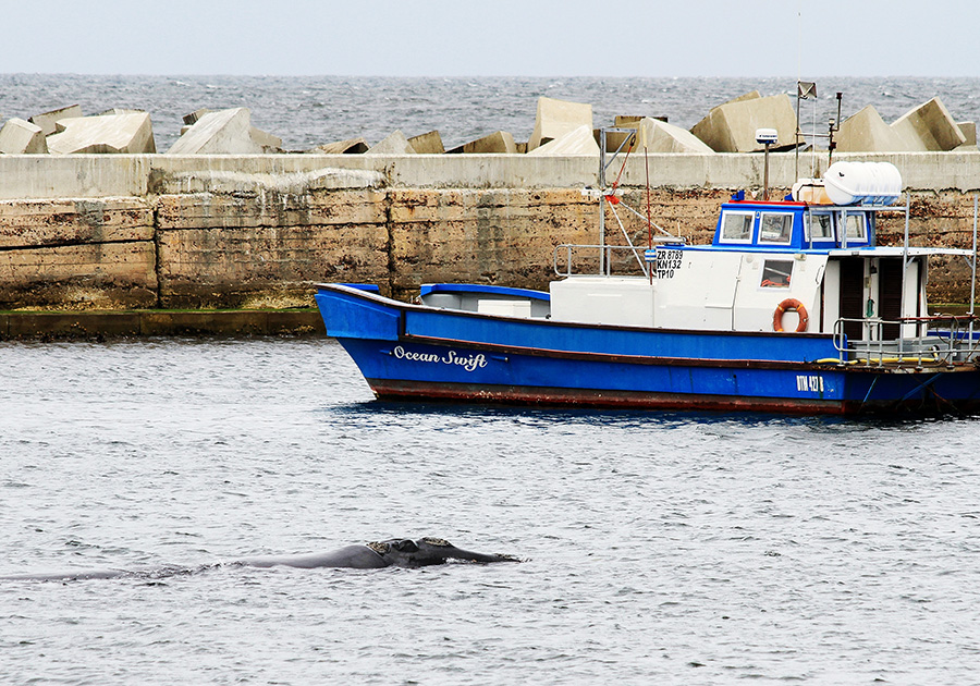 Whale in New Harbour