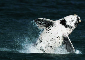 Albino Southern Right Whale in Hermanus