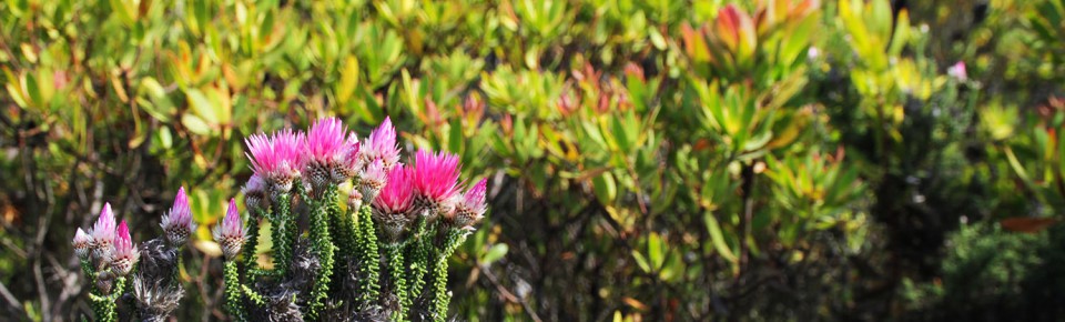 Fynbos in HermanusDiscover the beautiful Fynbos of Hermanus...