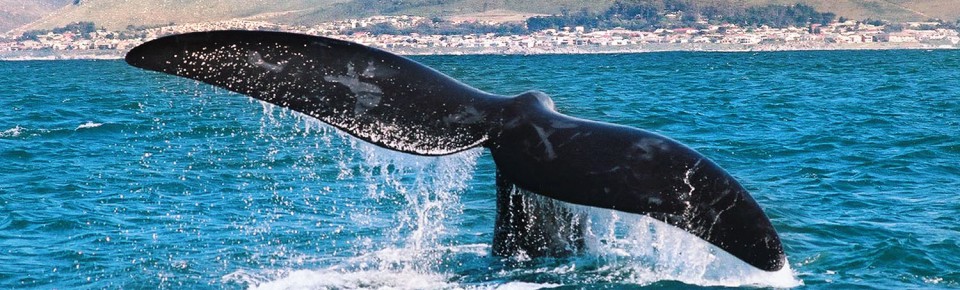 Hermanus WhalesWatch the Southern Right Whales in the Bay...