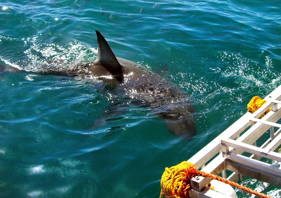 Shark Cage Diving