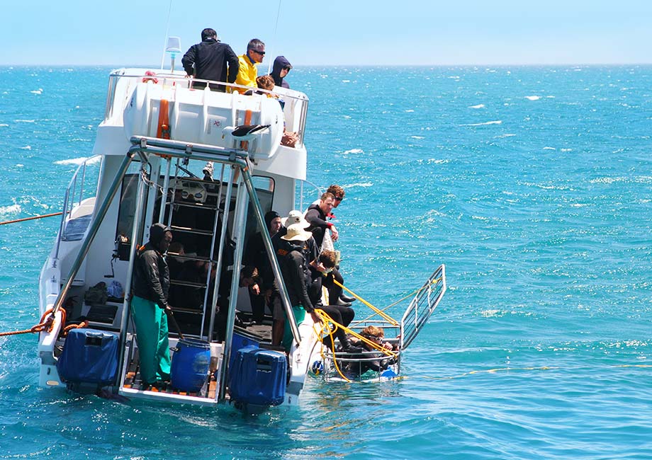 Whale Cruises and Tours in Hermanus