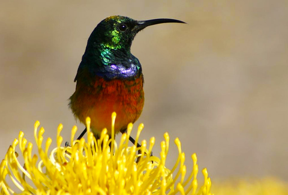 Sunbird on Pincusion Protea