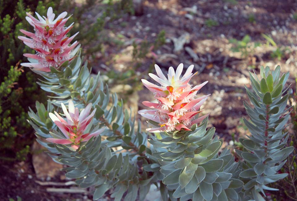 Hermanus Pincushion