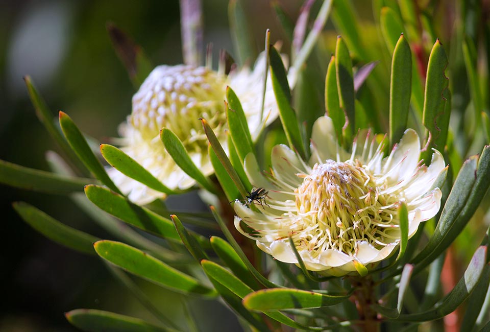 Hermanus Everlasting