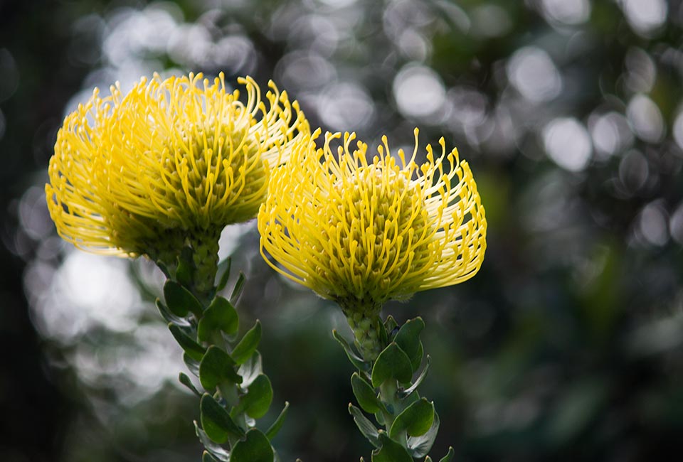 Stunning Fynbos flowering in the nature reserves