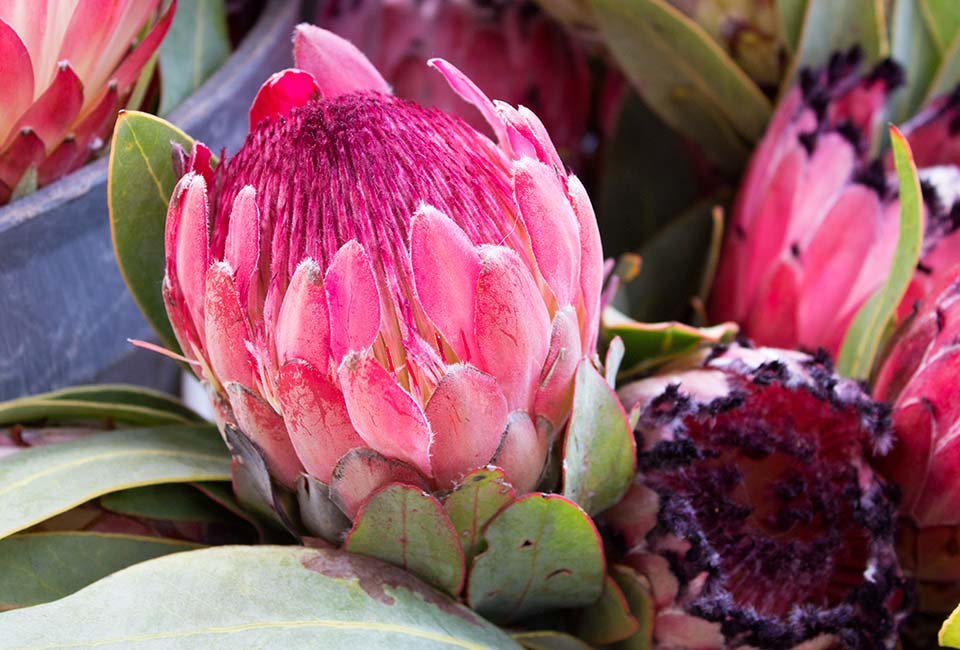 Hermanus King Protea