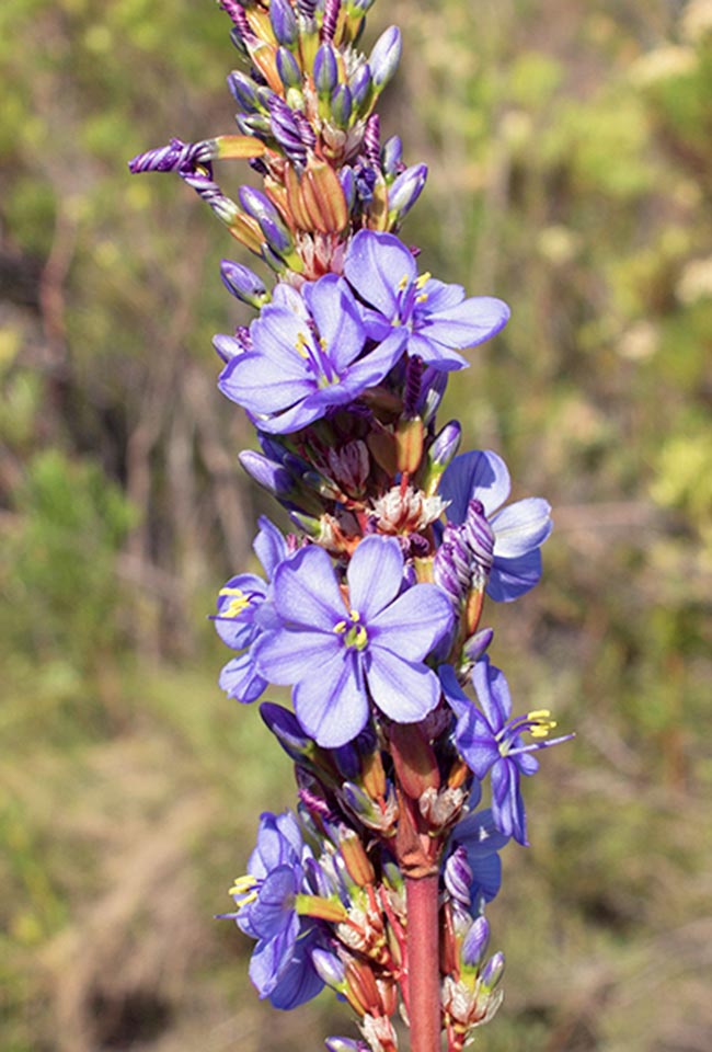 Purple Flowers