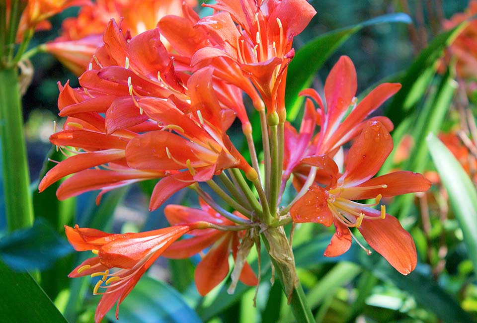 Fernkloof Reserve Flowers