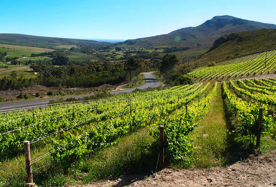 Wine Farms in Hermanus