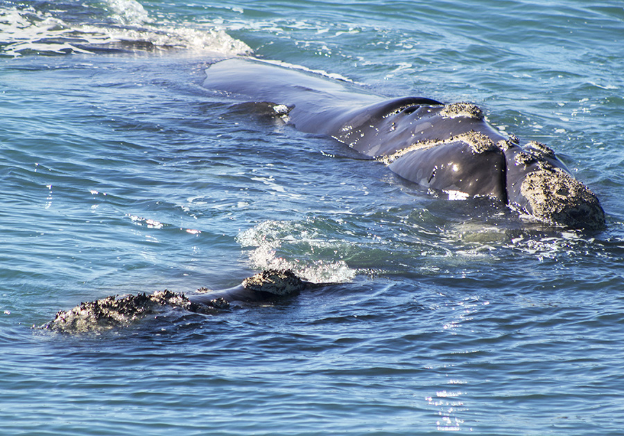 Whale and Calf