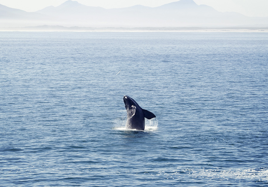 Baby Whale Jumping