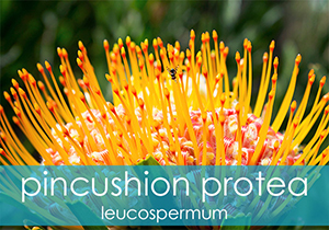 Leucospermum