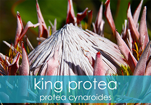 King Protea