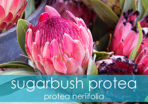 Sugarbush Protea