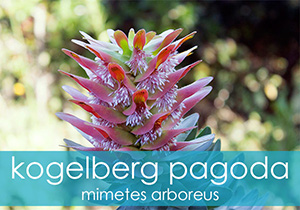 kogelberg pagoda flowering