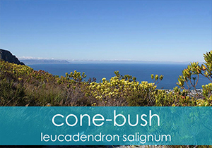 Cone Bush