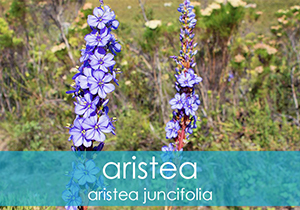 Aristea