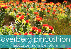 Overberg Pincushion