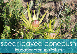 Spear Leaved Conebush