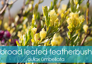 Aulax Umbellata Featherbush