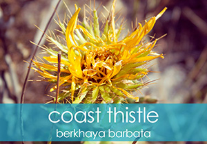 Coast Thistle