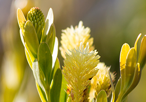 Featherbush