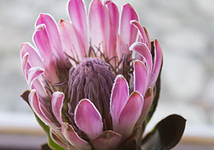 Sugarbush Protea Head