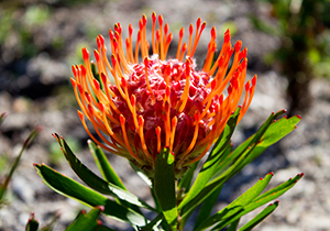 Red Pincushion