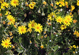 Tick Berry Flowers