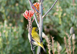 Rocket Aloe Bird