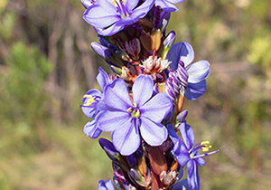 Aristea Flower Heads