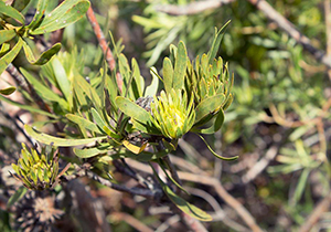 Conebush