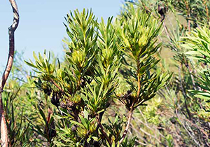 Conebush