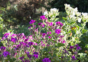 Butterfly Flower