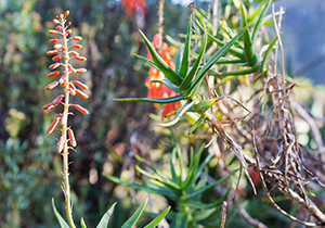 Rocket Aloe Plant