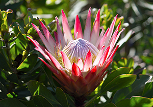 King Protea Bud