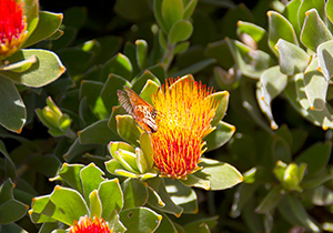 Oveberg Pincushion Butterfly