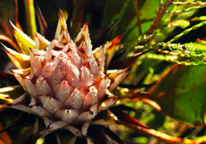 King Protea Closed Bud