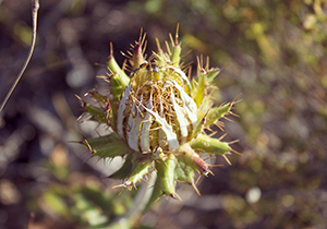 Coast Thistle