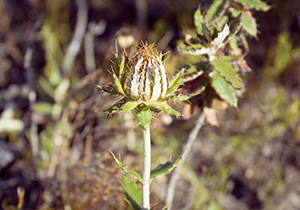 Coast Thistle