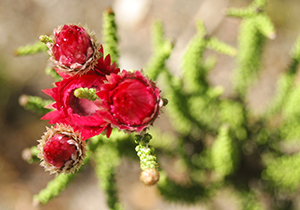 Everlasting Buds