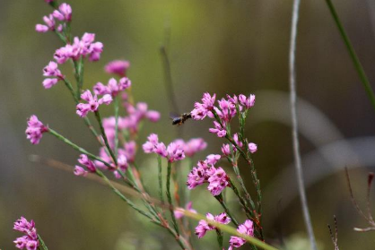 Erica Corifolia