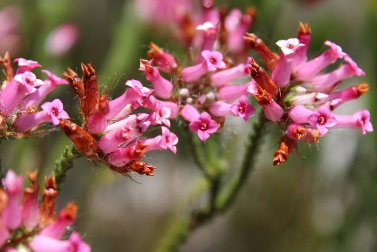 Erica Gysbertii