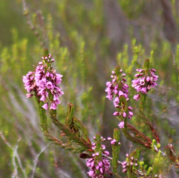 Erica Rhopalantha