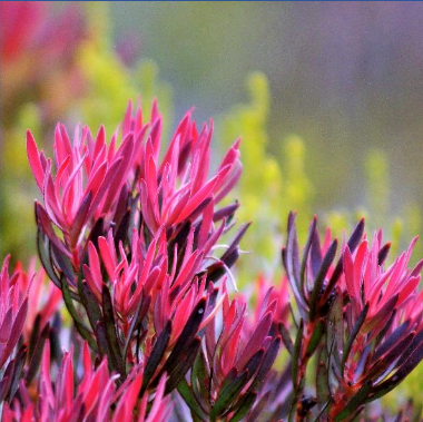 Leucadendron Saligna