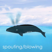 Whale Spouting
