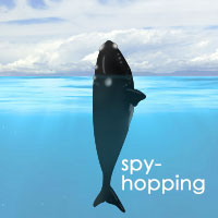 Whale Spyhopping