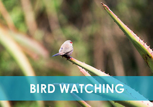 Bird Watching Hermanus
