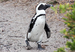 Jackass Penguin on Path